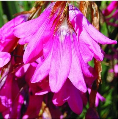Dierama Adelphicum approx. 10 seeds Angels Fishing-Rods