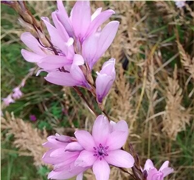 Dierama Autumn Sparkler approx. 10 seeds Angels Fishing-Rods