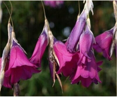 Dierama Mossii approx. 10 seeds Angels Fishing-Rods