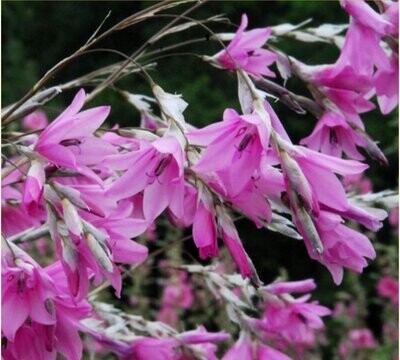 Dierama Pink Rocket approx. 10 seeds Angels Fishing-Rods