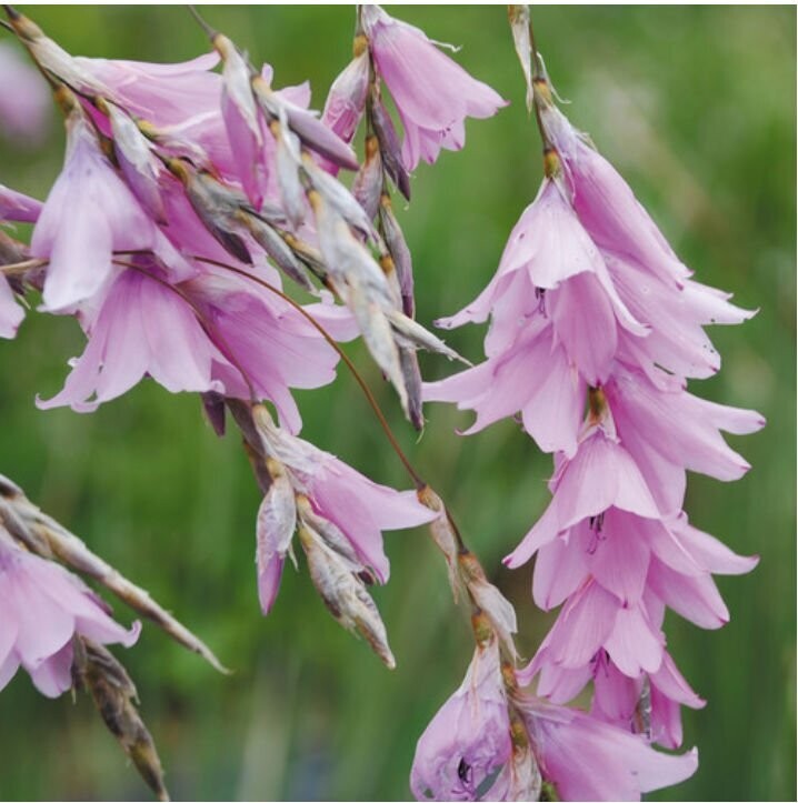 DIERAMA ROBUSTUM approx. 10 seeds Angels Fishing-Rods