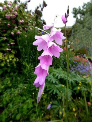 Dierama Spring Dancer approx. 10 seeds Angels Fishing-Rods