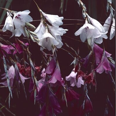 DIERAMA STRAWBERRY ICE CREAM approx. 15 seeds Angels Fishing-Rods