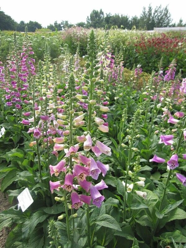 Digitalis Foxy Mixed x100 seeds Hardy Perennial