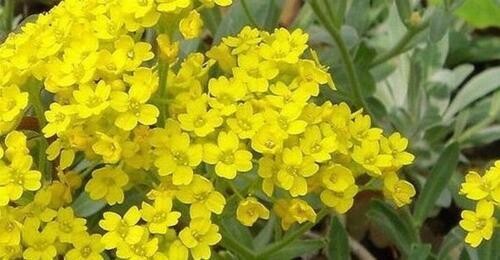 Alyssum montanum Mountain Gold approx. 100 seeds Easy and fast to Grow