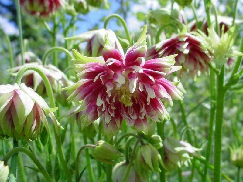 AQUILEGIA Columbrine Nora Barlow approx. 50 seeds