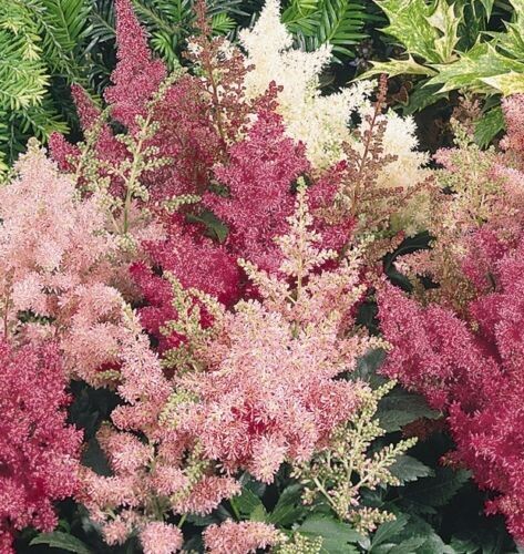 Astilbe Astary Mixed x10 (pellets)seeds