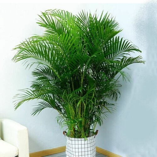 Dypsis lutescens x5 seeds, attractive palm, Indoor foliage house plant.