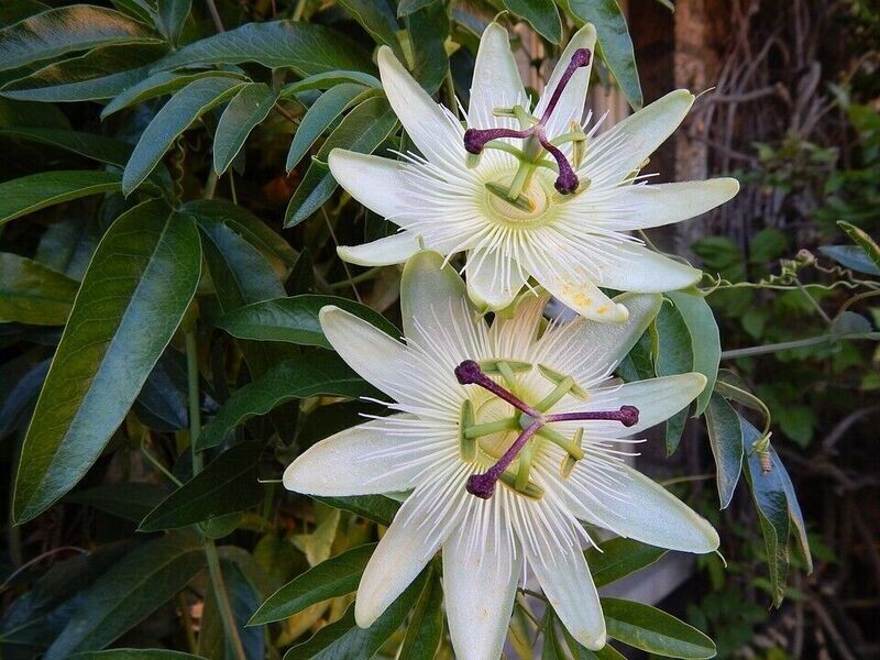 Passiflora Foetida passion Flower x 10 seeds Climbing plant