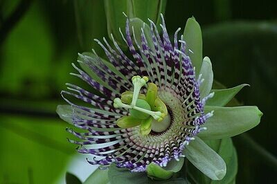 Passiflora ligularis passion Flower x 10 seeds Climbing plant