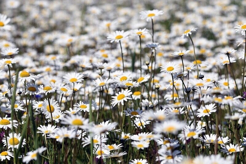 Chamomile Chaemaemelum nobile Lawn Chamomile approx: 1000 Seeds