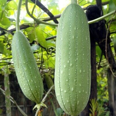 Luffa cylindrica x10 seeds, known as loofah, vegetable sponge or running okra