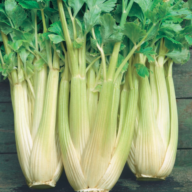 Celery Golden Self Blanching approx. 100 seeds