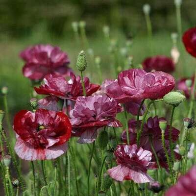 Papaver Rhoeas – Pandora Approx. x100 seeds