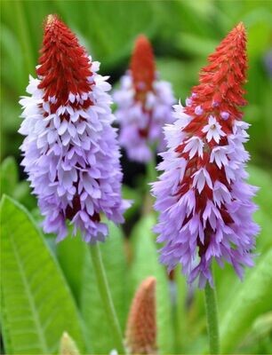 Orchid Primrose seeds Primula Vialii x30 Seeds, hardy Perennial, Fairy Flower Seeds