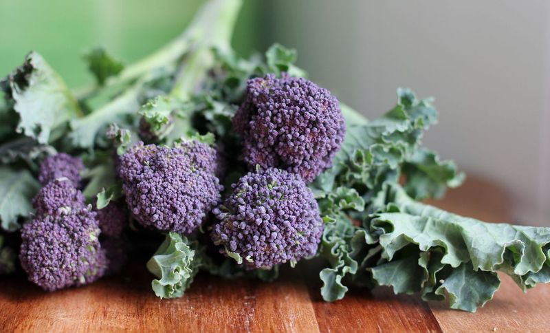 Broccoli Purple Sprouting  Approx. 2,000 seeds Vegetable Seed