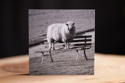 Schaf auf der Bank - Fotoabzug auf Holz