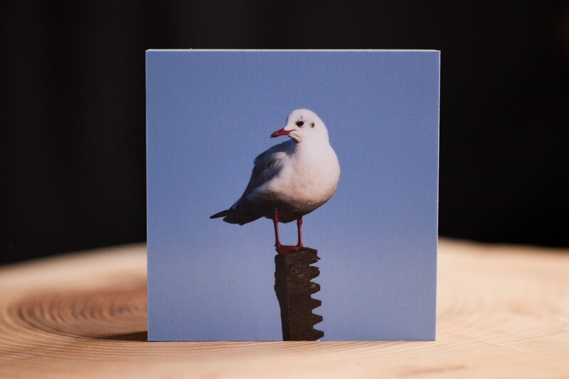Lachmöwe - Fotoabzug auf Holz