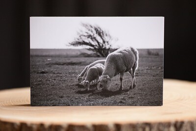 Schaffamilie - Fotoabzug auf Holz