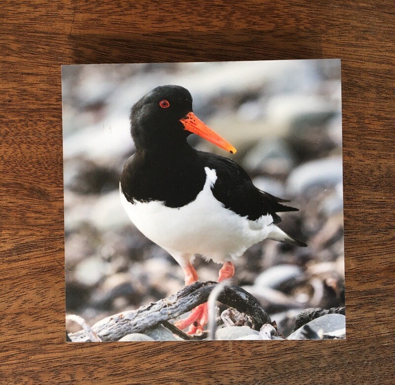 Austernfischer - Fotoabzug auf Holz