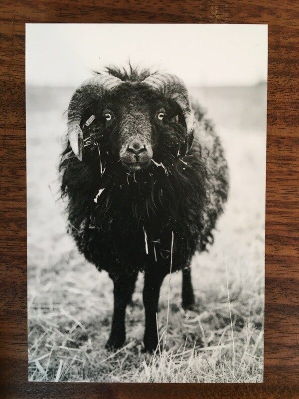Elvis the King - Fotoabzug auf Holz