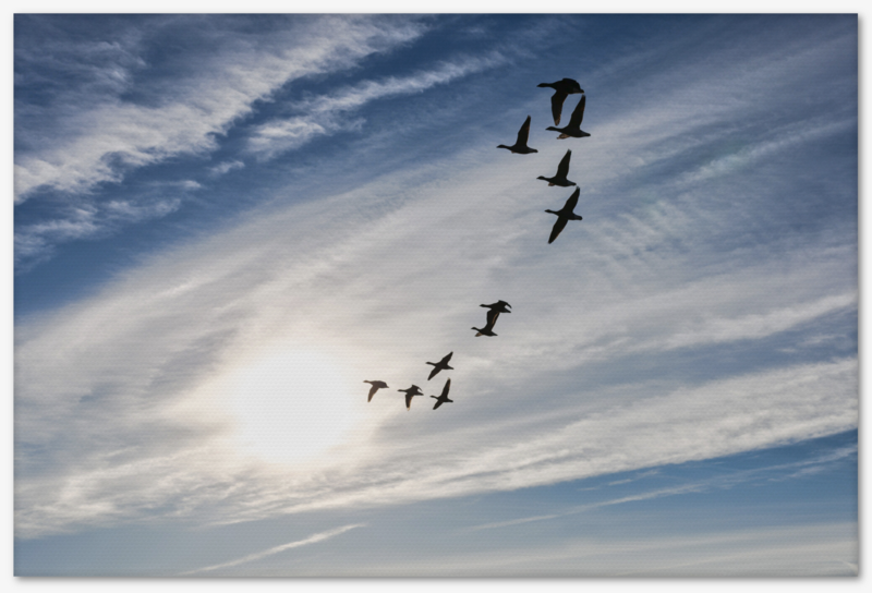 Gänse - Fotodruck auf Leinwand