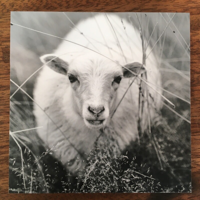 Adèle - Fotoabzug auf Holz