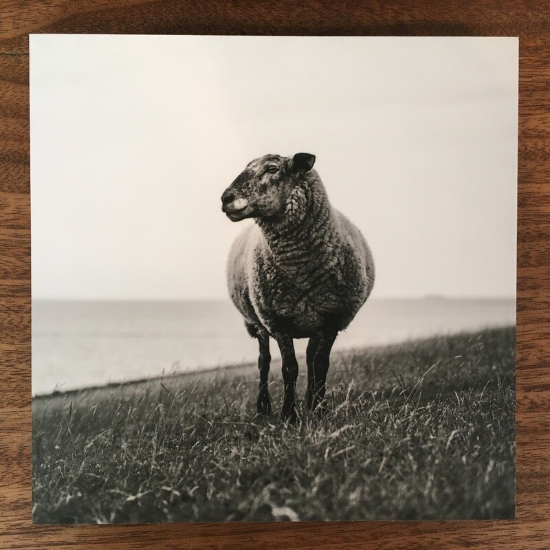 Deichschaf 5 - Fotoabzug auf Holz
