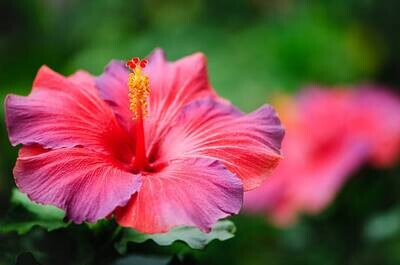Beurre d&#39;hibiscus (bissap) - 100% pur et naturel