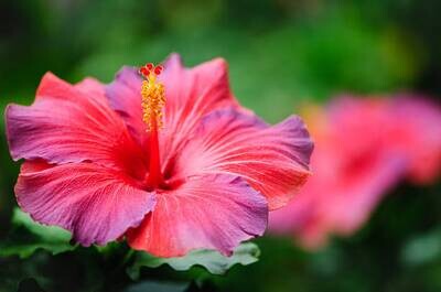 BEURRE VÉGÉTAL D&#39;HIBISCUS (BISSAP) - 100% PURE &amp; NATUREL