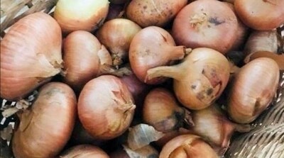 CEAPA GALBENA