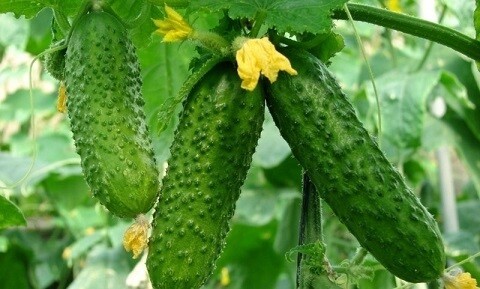 CASTRAVETI