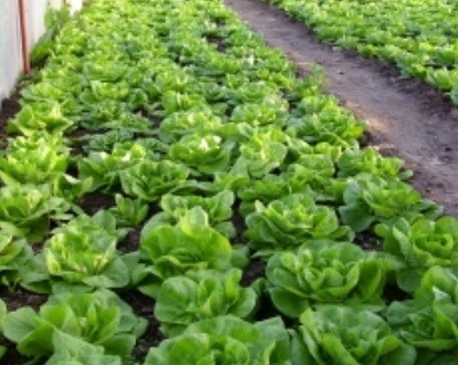 SALATA VERDE