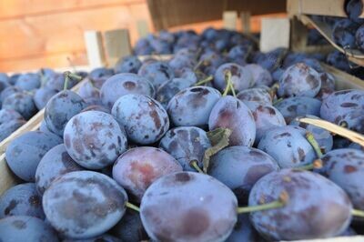 PRUNE