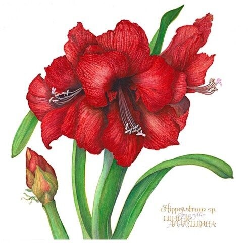 Amaryllis (Gicle Print)