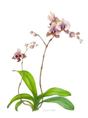 Brown/Purple Orchid (Artist Proof)