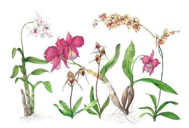 Large Ensemble of CA Orchids (Gicle Print)