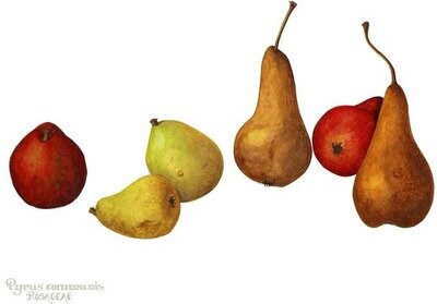 One-Two-Three Pears (Gicle Print Limited Edition of 5)