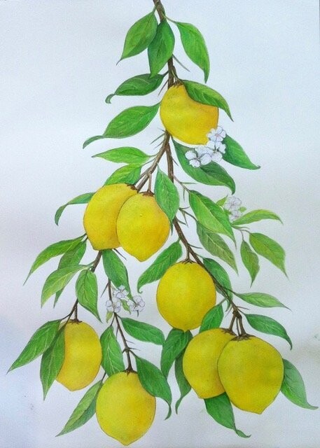 Lemon Branch (Original)