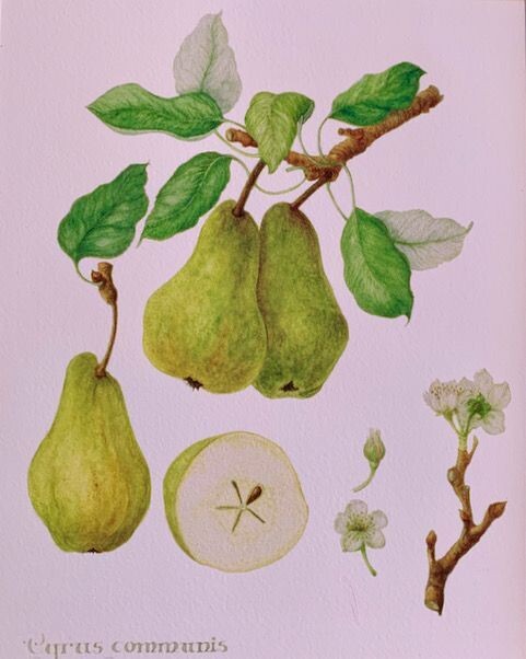 Small Green Pears