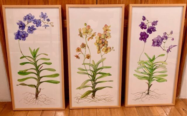 Set of Three Orchids