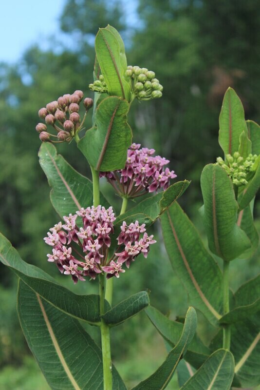 Prairie Milkweed