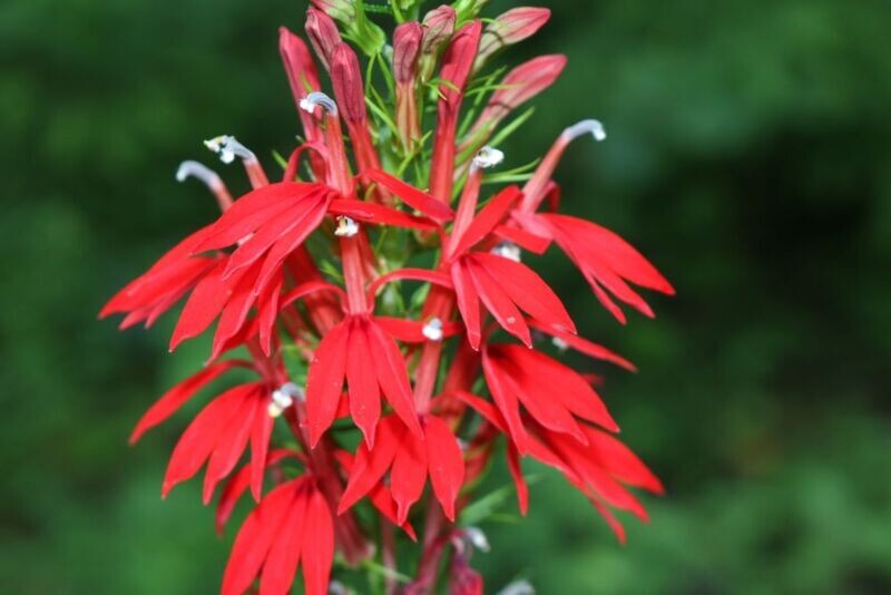 Cardinal Flower