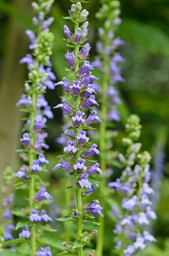 Great Blue Lobelia
