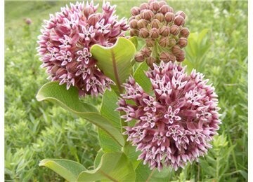 Common Milkweed