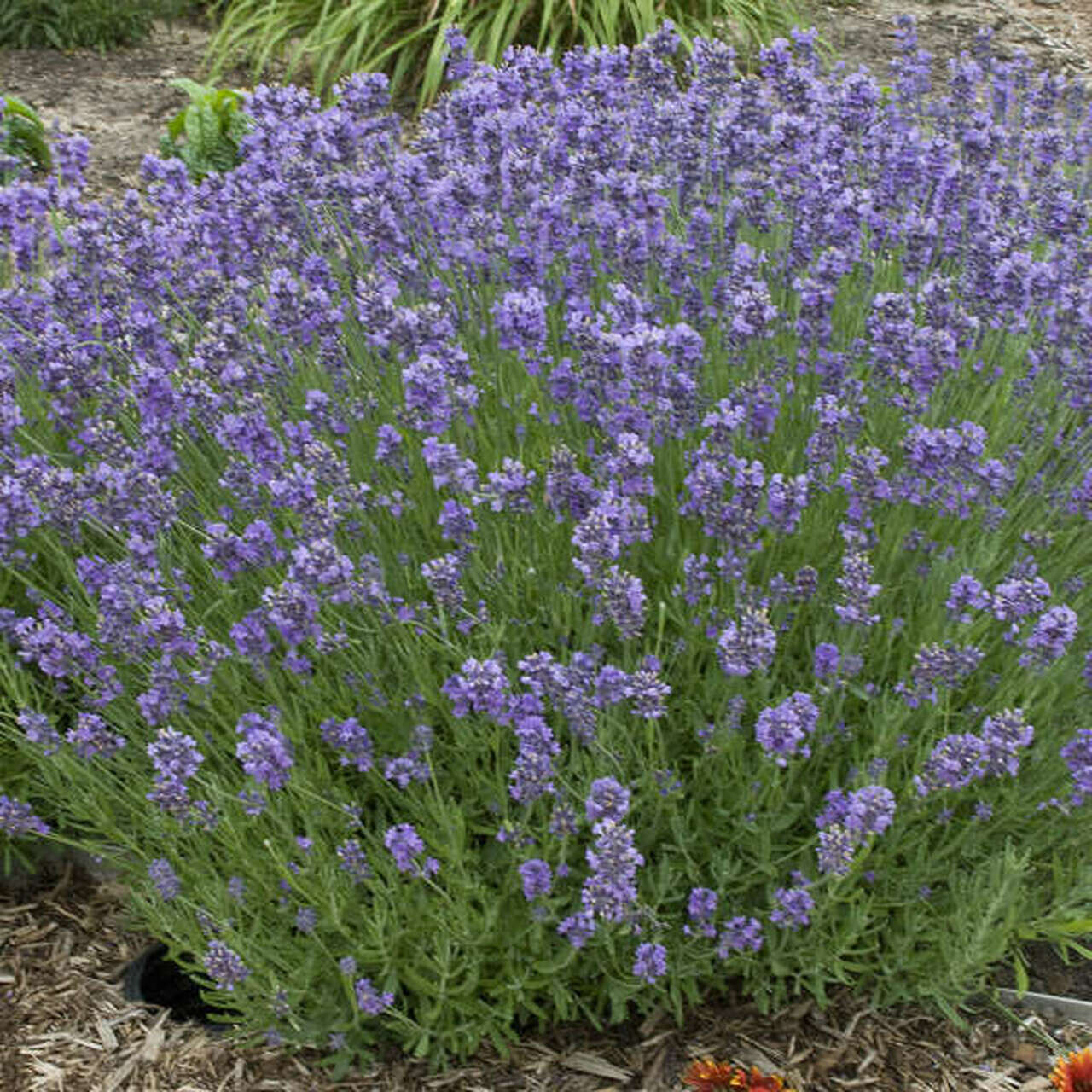 Lavender - Munstead