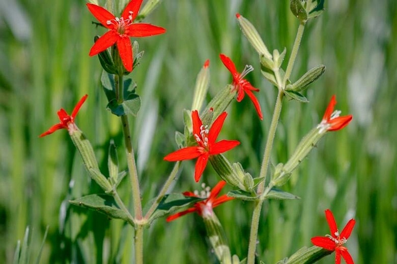 Royal Catchfly