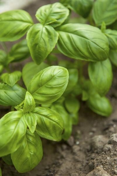 Basil - Sweet