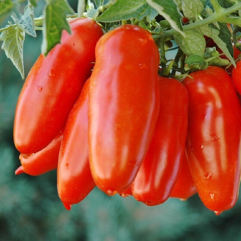 Tomato - San Marzano