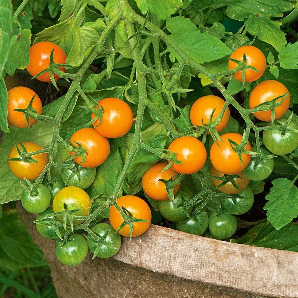 Tomato - Sun Gold